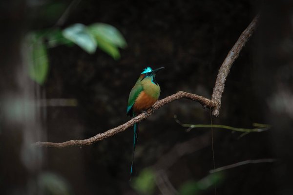 Pourquoi Faut-il limiter les plats surgelés ?